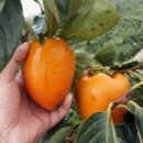 참판댁 민박 이미지