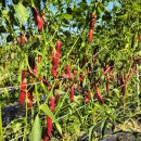 빨간고추 이미지