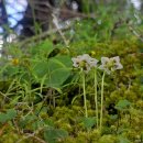 홀꽃노루발(Moneses uniflora) 이미지