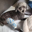 튼튼동물병원 | 10살 노견 슬개골 내측 탈구 2.5기 수술 '수원 튼튼동물병원'