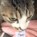 영등포동물병원 | 신길 동물병원/영등포 동물병원 동물의료센터24인치에서 받은 고양이 건강검진 후기