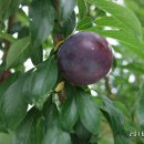 청솔바이오 이미지