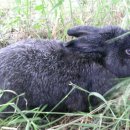 폭스(FOX) 이미지