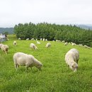 양떼목장 이미지