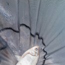 팔미리낚시터 이미지