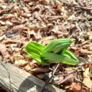 마가목민박 이미지