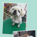 펫피아 애견 미용실 이미지