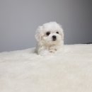 미스터 멍 애견샵 이미지