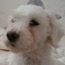 도도하개 이미지