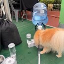 [서울/면목동] 용마폭포공원 반려동물 동반 야외상영회 참석 후기