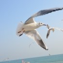 부산갈매기 이미지