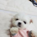 하쿠애견샵 이미지