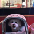 미니멍 살롱 이미지