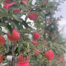 양구농장 이미지