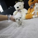 도그웨이 청주점 이미지