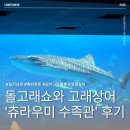 다이버푸드 | [오키나와 가볼만한곳] 오키나와 츄라우미 수족관 입장권 꿀팁 및 오키짱 돌고래쇼 솔직후기