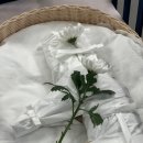 몽몽이애견 이미지