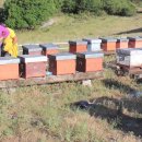 워싱턴주립대 연구자들의 꿀벌 정액 은행 준비 (2013) 이미지