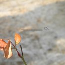 목련초등학교 이미지