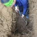 웅양공설공원묘지 | 묘지이장안식처#302 김포 고려공원 묘지개장 작업 후기