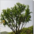 팔공산올레길 4코스 이미지