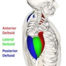 deltoid muscle 이미지