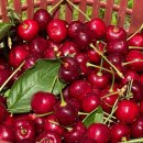[복사꽃피는농원] 체리🍒