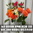 축산물도매장터 - 양주시 가래비길 91 | 농라마트 명정원예 꽃택배 주문 꽃다발 포장하기 알레그레아 썸머파티 마트리카리아