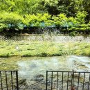 의룡계곡펜션 | 서울 근교 계곡 추천 - 백숙 식당, 취사 가능 계곡