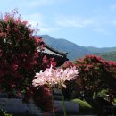 표충사 티스토리