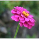 가조소림사 이미지