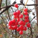 11월에 붉게익은 백당나무열매 이미지