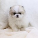 도그마루 강아지 고양이 울산점 네이버블로그