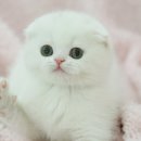 고양이발바닥 이미지