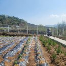 공주시골집 화단가꾸기 . 스트링라이트 설치.고추등 심기 이미지