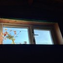 쉬느