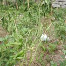 김한수농장 | 7월 28일 청고병과 탄저병 확산 방제외 ㅠㅠ