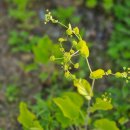 0513 백합나무 Tulip tree Yellow poplar 이미지