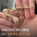 소라크레 | 성남 파충류샵 소라크레｜크레스티드 게코 도마뱀 분양 고민 중인 하하네 방문기