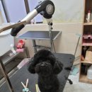 제주 애견 아가야 네이버블로그