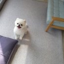 늘 예쁘개 이미지