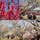 웅연상가 3(개방화장실) | 부산 매화 명소 기장매화원 실시간 개화상태 개방 날짜 주차