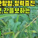 차풀(산편두,산편두자)―강력한항암,정력강화,자양강장,간보호,간경화,신장염증,전립선질환,눈을밝게하고,어혈,황달,폐결핵,부종,변비,소변불리 이미지