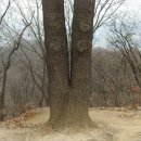 완산공원(정상) 이미지