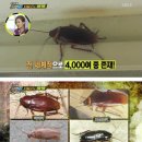 해충탈출넘버원 - 익산시 | 해충탈출넘버원