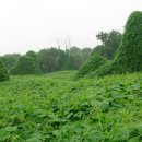 밤섬농장 이미지