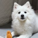 시골휴게점 | 전주 강아지 심장사상충 건강검진 동물병원 내돈내산 후기