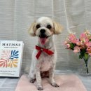 댕댕뷰티 이미지