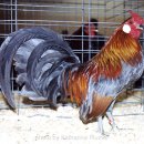 레드로즈 이미지