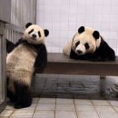 판다9